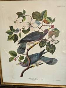 lot 98 image: 1949 Lithograph Band Tailed Pigeon by John James Audubon