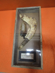 Jaw Bone War Club Museum Display