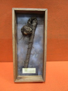 Apache War Club Museum Display