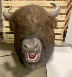 Life-size Buffalo Head With Movement & Sound With Motion Sensor & Remote -See Video
