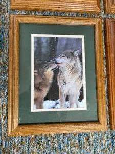 lot 251 image: Set of Four Wolf Framed Prints