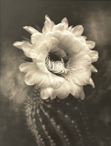 lot 77 image: Cactus Flower Artists Print by Cy DeCosse