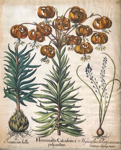 lot 162 image: Basilius Besler Hand Colored Engraving from Hortus Eystettensis