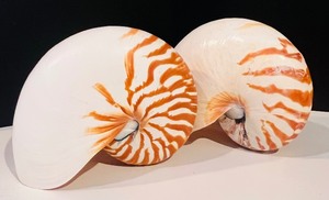 lot 415 image: Gorgeous Shell Collection