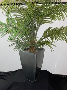 Palm Plant