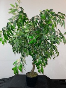Potted Tree