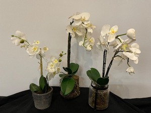 Lot of 3 Potted Flowered Plants