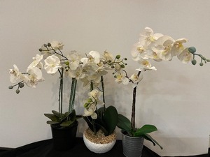 Lot of 3 Potted Flowered Plants