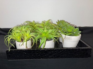 Lot of 10 Potted Small Plantings WServing Tray