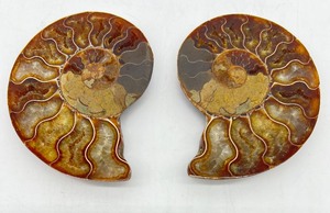 lot 110 image: Polished AMMONITE Fossil Pair