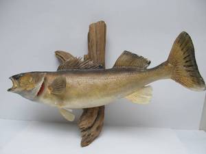 lot 66 image: Great Looking Taxidermy Walleye Fish Mount