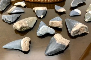 lot 320 image: Collection of Genuine Sharks Teeth