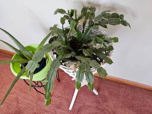 lot 55 image: Christmas Cactus & Aloe Plants