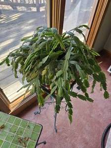 lot 56 image: Mature Christmas Cactus Plants