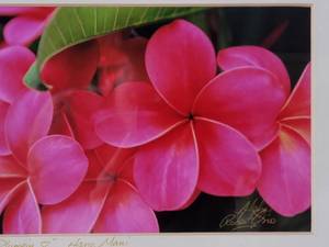 lot 62 image: Holly Kitaura Hawaiian Fine Art Miniature Floral Still Life Print Collection (B)(2)