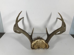 lot 173 image: 9 Point Buck Rack