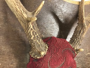 lot 413 image: 9 Point Buck Rack - Does have 2 More Smaller Points at the Base of the Rack just at 1