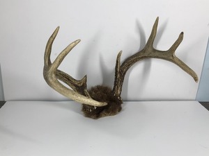lot 414 image: 8 Point Buck Rack