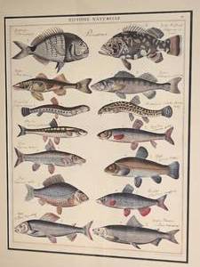 lot 65 image: Reprint Lithograph of Illustrations by Johann Susemihl Spargo, Atlantic Wreckfish, Spined Loach