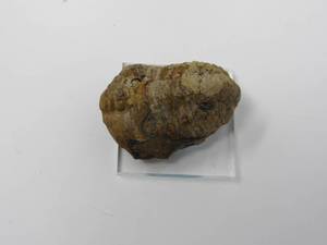 lot 73 image: Ancient Trilobites Sea bottom animal