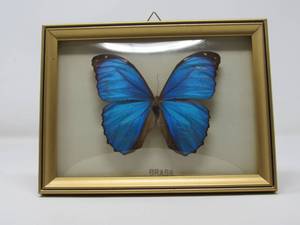 lot 74 image: Framed Blue  Morpho Butterfly  Brasil
