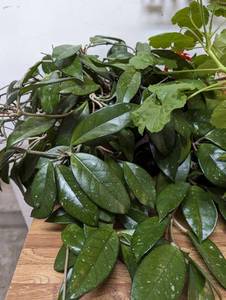 lot 142 image: Indoor Oasis Awaits Christmas Cactus & Hoya (Wax Plant) 2 Potted Plants
