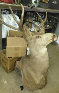 Nice deer mount