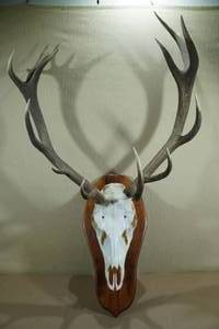 Skull Mount - Red Stag from Argentina