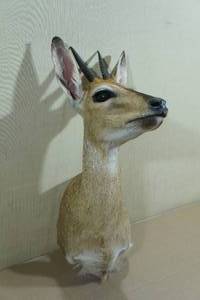 African Duiker Trophy Mount