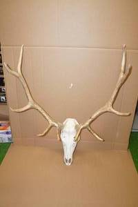 Skull Mount - Elk from New Mexico