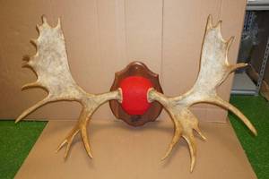 Moose Antler Mount