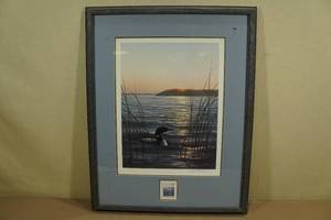 Phil Scholer Framed Print -Common Loon - 11791500