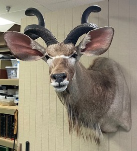 Large African Kudu Trophy Shoulder Mount