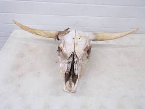 Steer Head