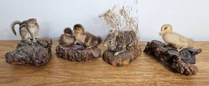 lot LLR11 image: Taxidermy Critters