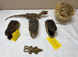 lot KIT10 image: American Alligator and Puffer Fish Specimans