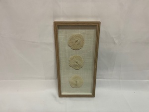 lot 413 image: Wall Decor - 3 Seashells w Wooden Frame
