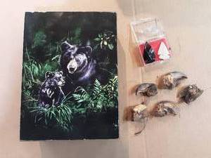 Black Bear Box with Bear Claws and Arrowheads