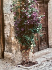 lot 86 image: Clematis Print by Maureen Love
