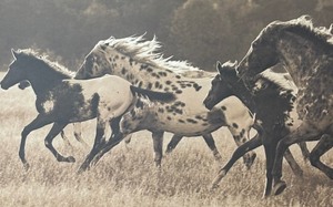 lot 97 image: Appaloosa Run Framed Print by Robert Dawson