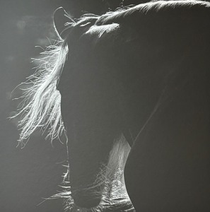 lot 175A image: Shadowy Horse Print