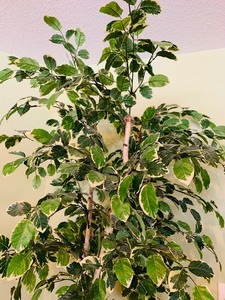 lot 270 image: Pretty Variegated Faux Leaf Ficus Tree in Copper Pot