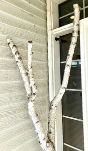 lot 245 image: Beautiful Birch Branch