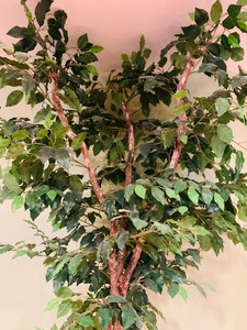 lot 380 image: Beautiful Seven Foot Variegated Leaf Ficus Tree