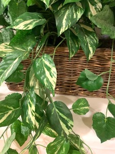 lot 281 image: Pretty Faux Green Plant in Basket