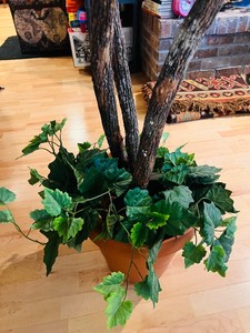 lot 465 image: Large Beautiful Ficus Tree