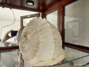 lot 89 image: Seashell - 10 Long x 7 Tall x 7 Wide