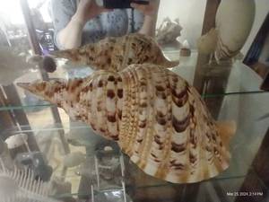 lot 90 image: Seashell - 13 Long x 5.5 Tall x 7 Wide