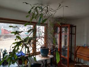 lot 91 image: Giant House Plant In Pot