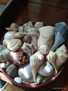 lot 99 image: Plate Of Seashells